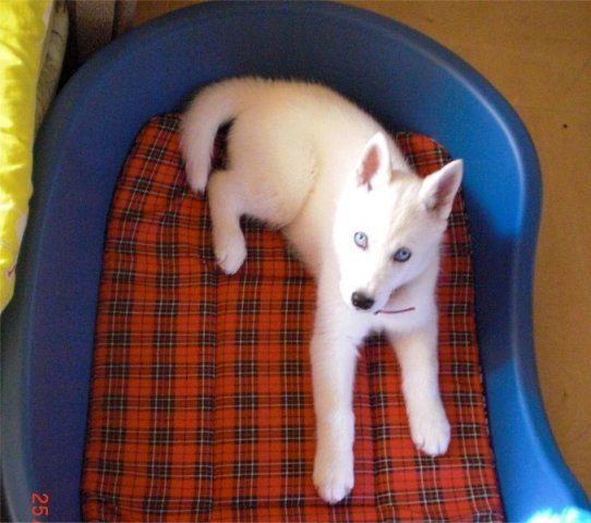 Liubov's Flocon de Neige