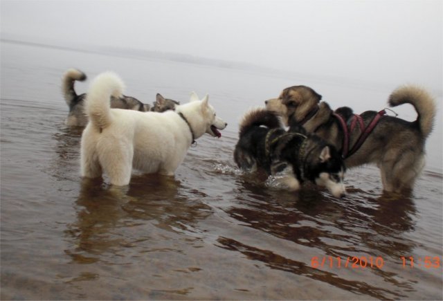 Liubov's Flocon de Neige en Russie