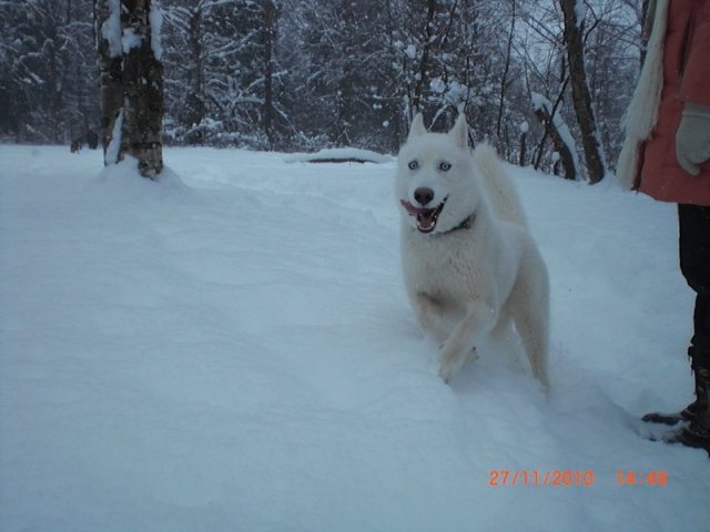 Liubov's Flocon de Neige en Russie