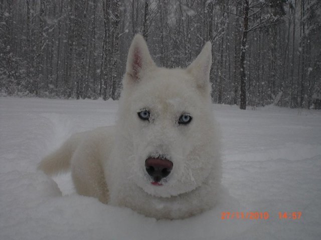 Liubov's Flocon de Neige en Russie