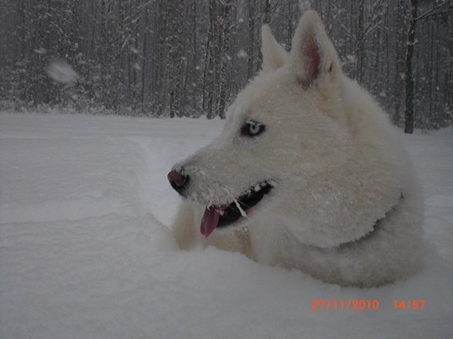 Liubov's Flocon de Neige en Russie