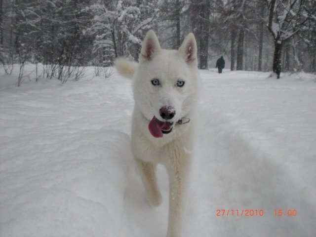 Liubov's Flocon de Neige en Russie