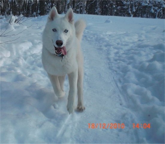 Liubov's Flocon de Neige en Russie