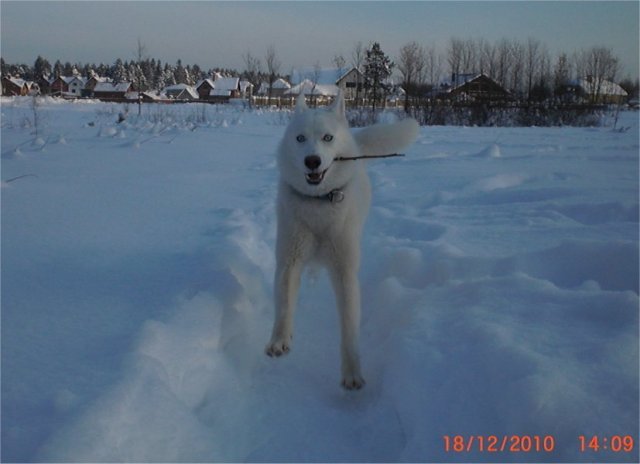 Liubov's Flocon de Neige en Russie