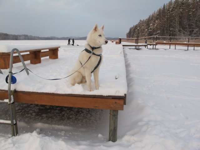 Liubov's Flocon de Neige en Russie