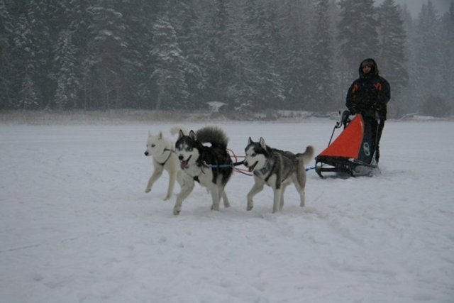 Liubov's Flocon de Neige en Russie
