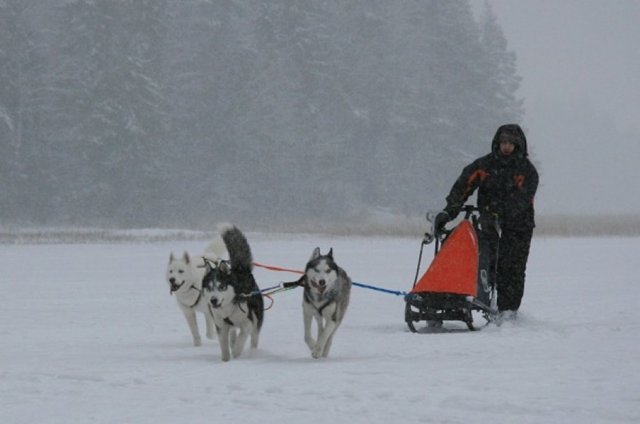 Liubov's Flocon de Neige en Russie