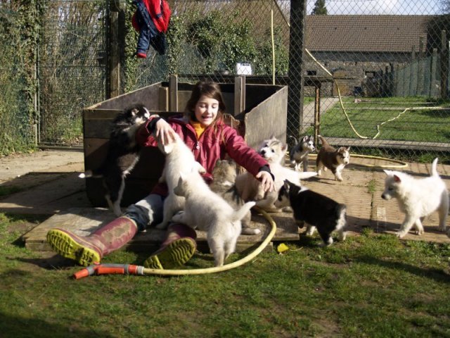 Lundi de Pâques, lâché de chiots