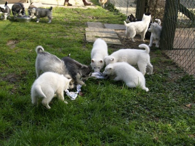 Lundi de Pâques, lâché de chiots