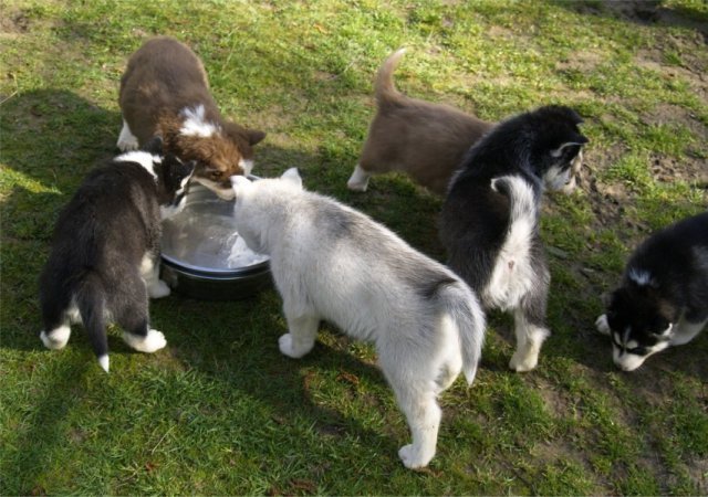 Lundi de Pâques, lâché de chiots