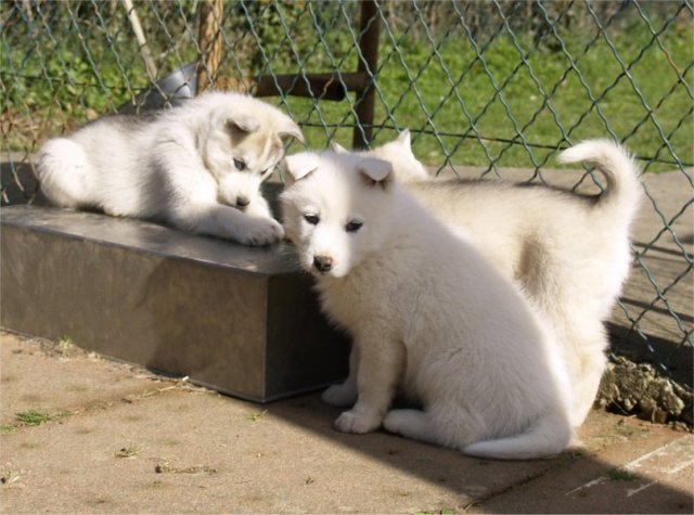Lundi de Pâques, lâché de chiots