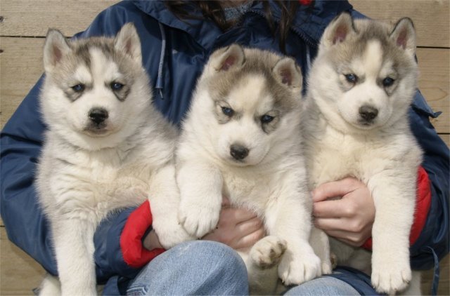 Lundi de Pâques, lâché de chiots