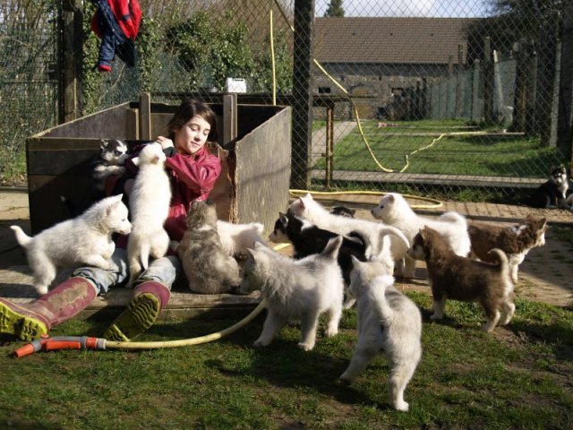 Lundi de Pâques, lâché de chiots