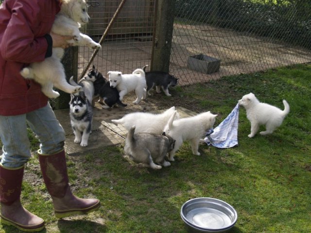 Lundi de Pâques, lâché de chiots