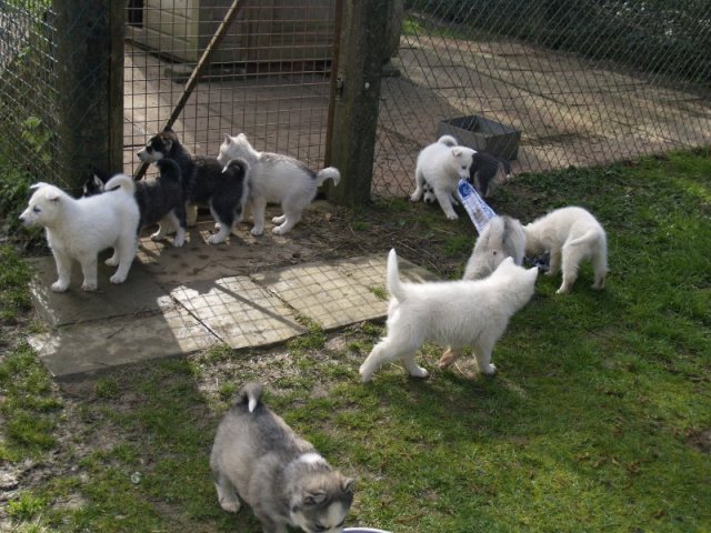 Lundi de Pâques, lâché de chiots