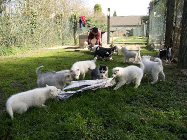 Lundi de Pâques, lâché de chiots