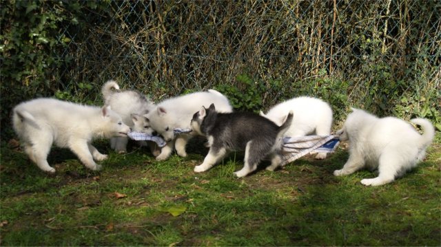 Lundi de Pâques, lâché de chiots