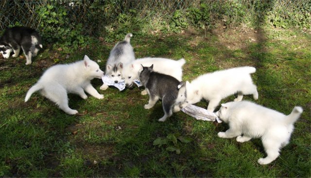 Lundi de Pâques, lâché de chiots