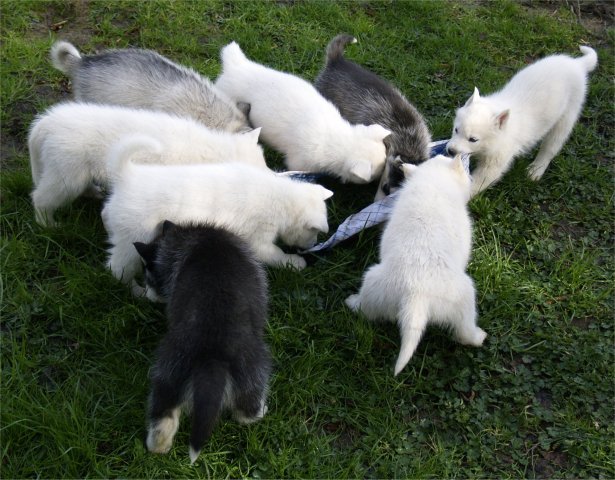 Lundi de Pâques, lâché de chiots