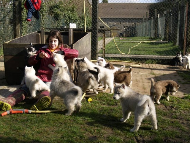 Lundi de Pâques, lâché de chiots