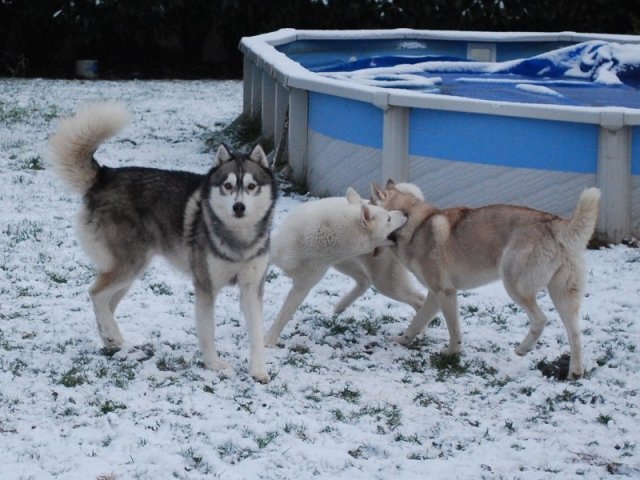 Nouvelle Cécile 2012