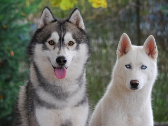 Nouvelle Cécile 2012