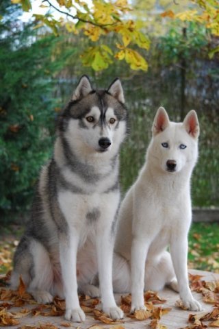 Nouvelle Cécile 2012