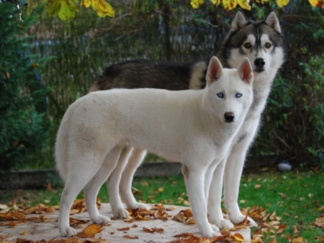 Nouvelle Cécile 2012