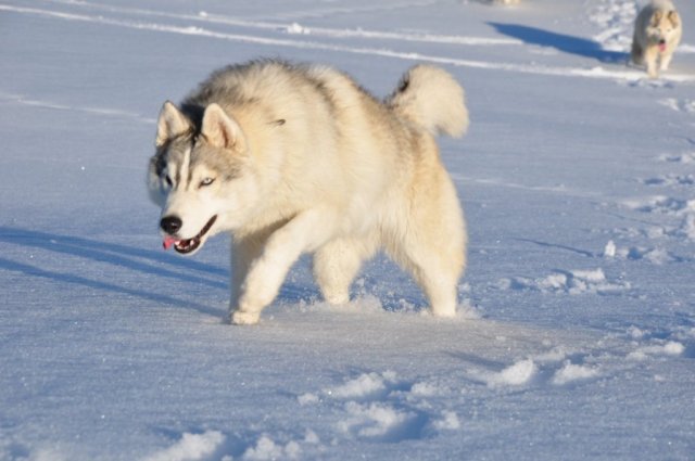 Nouvelles de Harctic et Halyeska