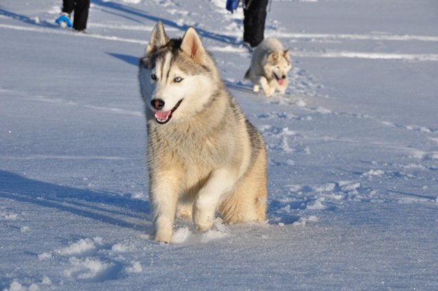 Nouvelles de Harctic et Halyeska