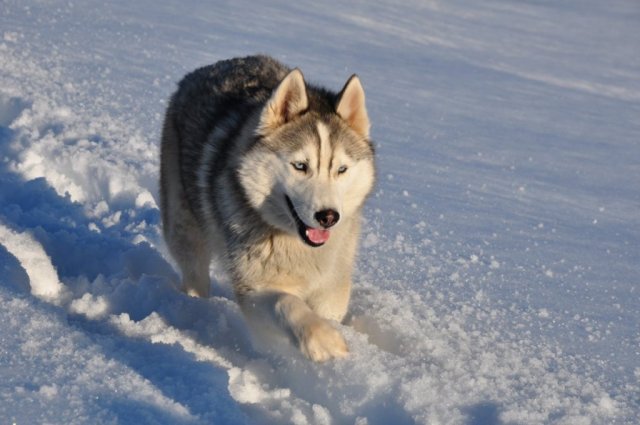 Nouvelles de Harctic et Halyeska