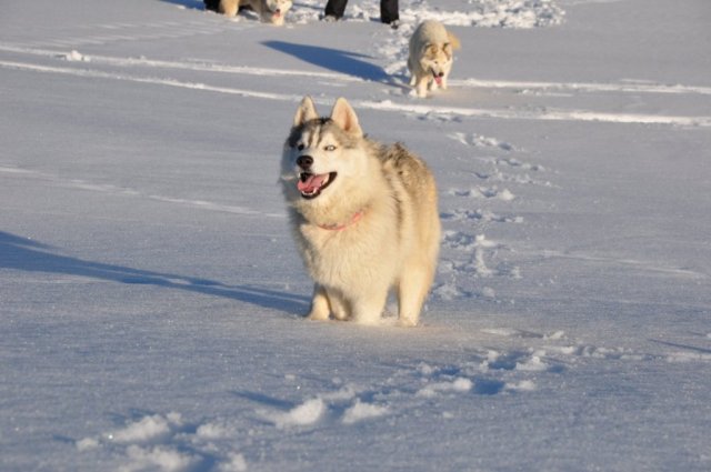 Nouvelles de Harctic et Halyeska