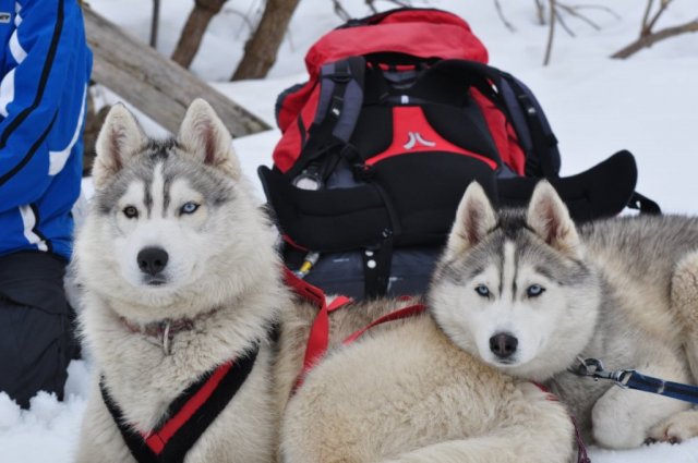 Nouvelles de Harctic et Halyeska