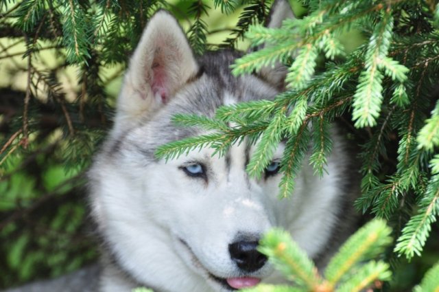 Nouvelles de Harctic et Halyeska