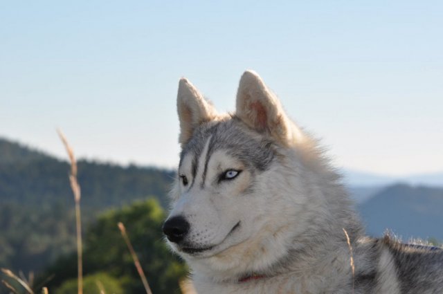 Nouvelles de Harctic et Halyeska