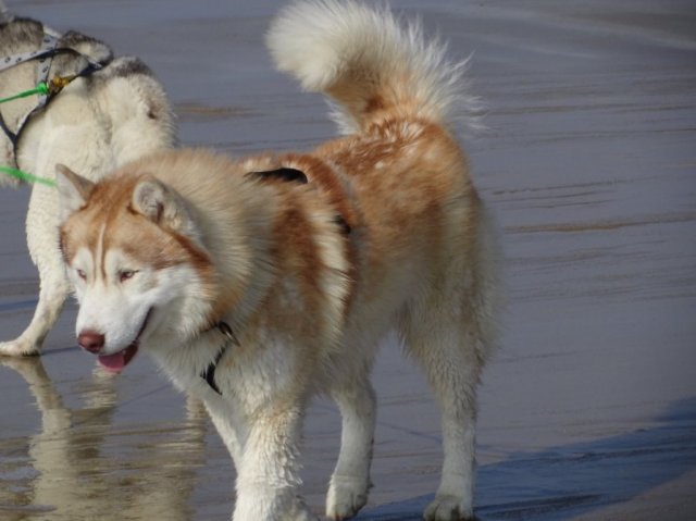 Nouvelles de Largo et Gandalf
