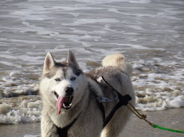 Nouvelles de Largo et Gandalf