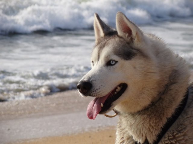 Nouvelles de Largo et Gandalf