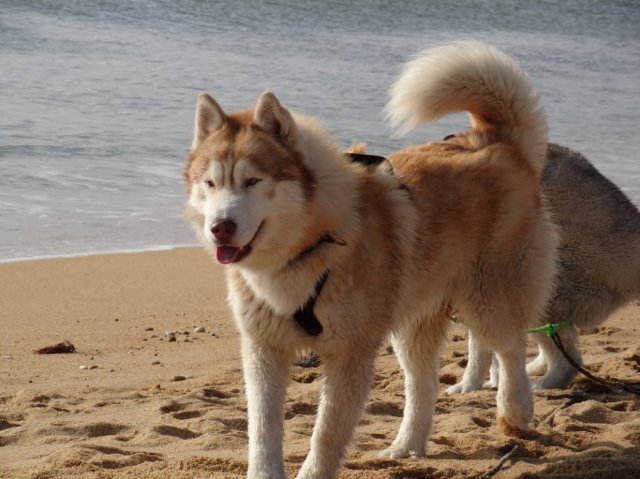 Nouvelles de Largo et Gandalf