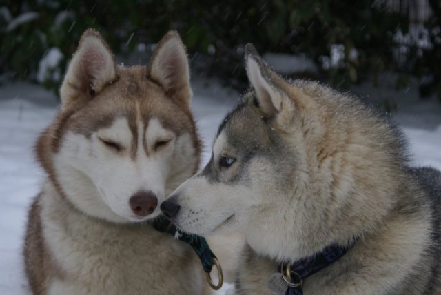 Nouvelles de Liubov's Haïya et Liubov's Haïko