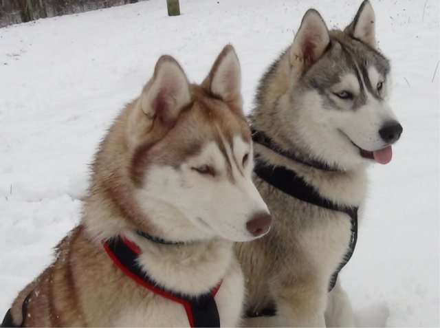 Nouvelles de Liubov's Haïya et Liubov's Haïko