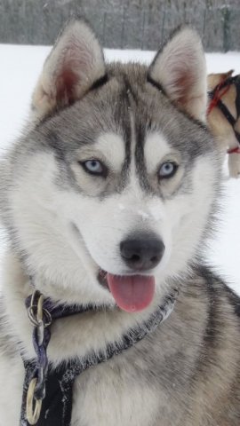 Nouvelles de Liubov's Haïya et Liubov's Haïko