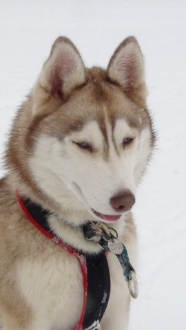 Nouvelles de Liubov's Haïya et Liubov's Haïko