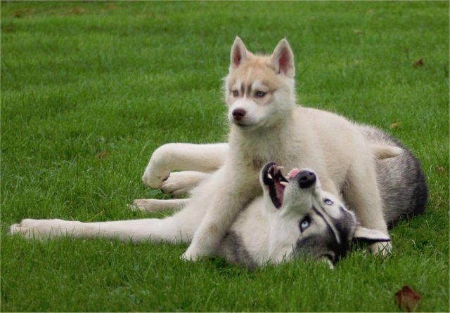 Liubov's Haloo et Liubov's Irouk