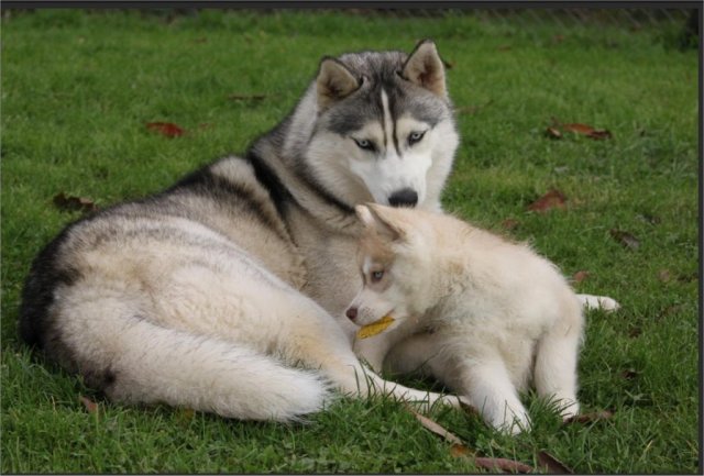 Liubov's Haloo et Liubov's Irouk