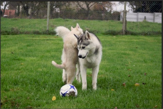 Liubov's Haloo et Liubov's Irouk