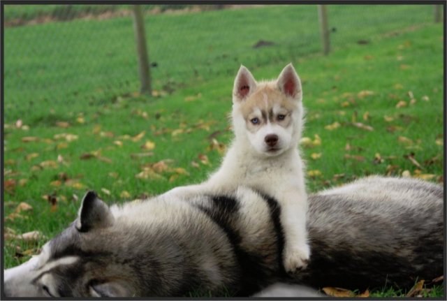 Liubov's Haloo et Liubov's Irouk