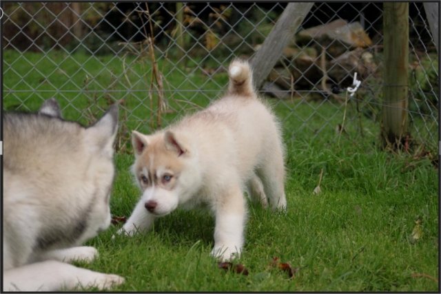 Liubov's Haloo et Liubov's Irouk