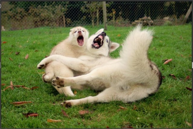 Liubov's Haloo et Liubov's Irouk