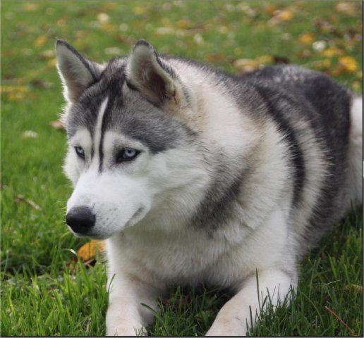 Liubov's Haloo et Liubov's Irouk